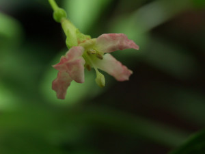 thymifolia minimiflora twsl 1.jpg