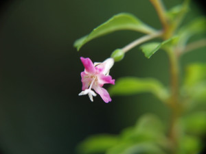 thymifolia thymifolia twsl.JPG