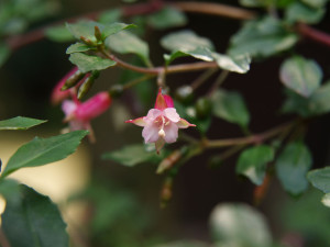 microphylla hemsleyana 11.jpg