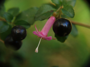 microphylla hemsleyana 24.JPG