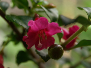 microphylla hemsleyana VU12.jpg