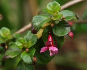 microphylla hemsleyana VU32.JPG