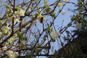 und die Lonicera mit früher Biene