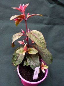 2017Fuchsien Mai2 002.jpg