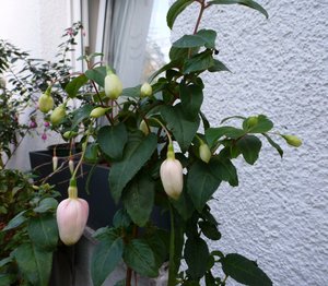 2017Fuchsien August Moyra 001.jpg