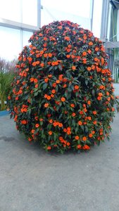 Impatiens.jpg