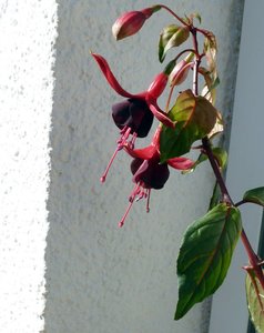 2017-10-05,2017Fuchsien Okt.2 002.jpg