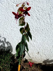 2017-10-05,2017Fuchsien Okt.2 004.jpg